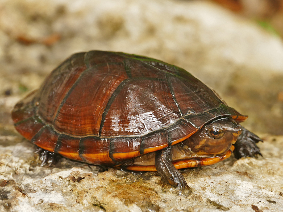 høj Normalisering Visne Red-cheeked Mud Turtle – Life List Blog Posts