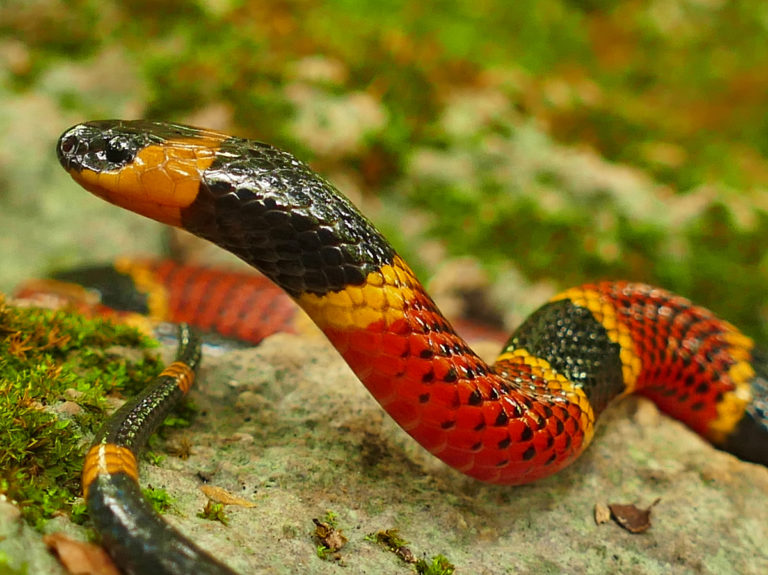 Northern Yucatán Variable Coral Snake Life List Blog Posts