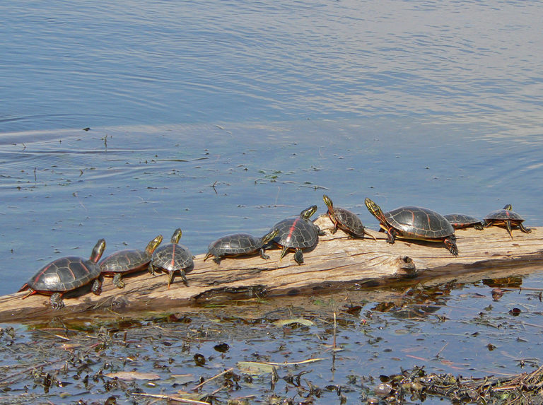 Southern Painted Turtle Life List Blog Posts