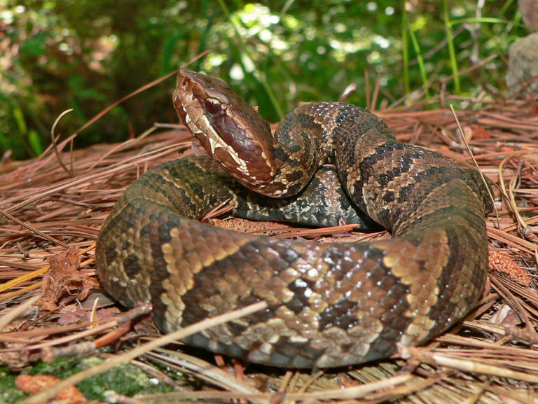 Eastern Cottonmouth Life List Blog Posts
