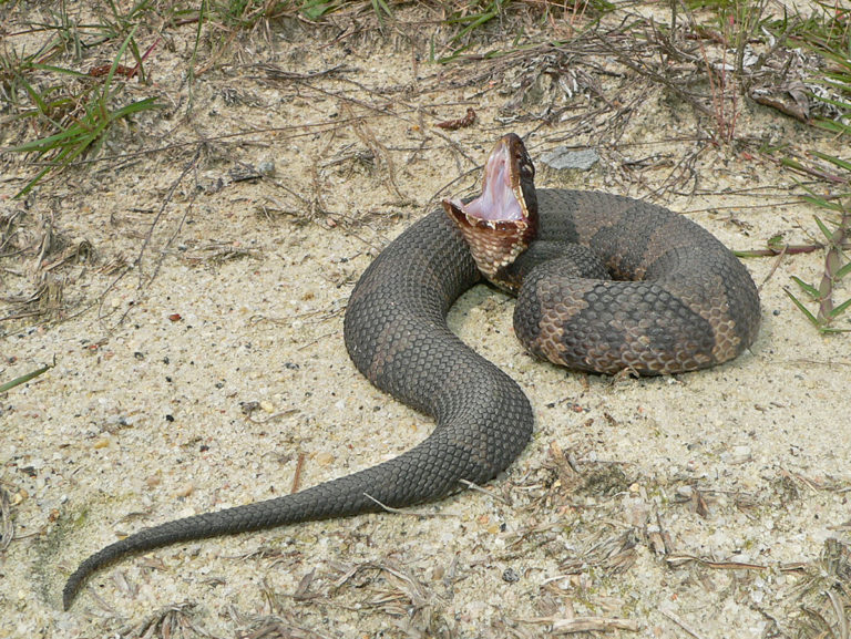 Eastern Cottonmouth Life List Blog Posts