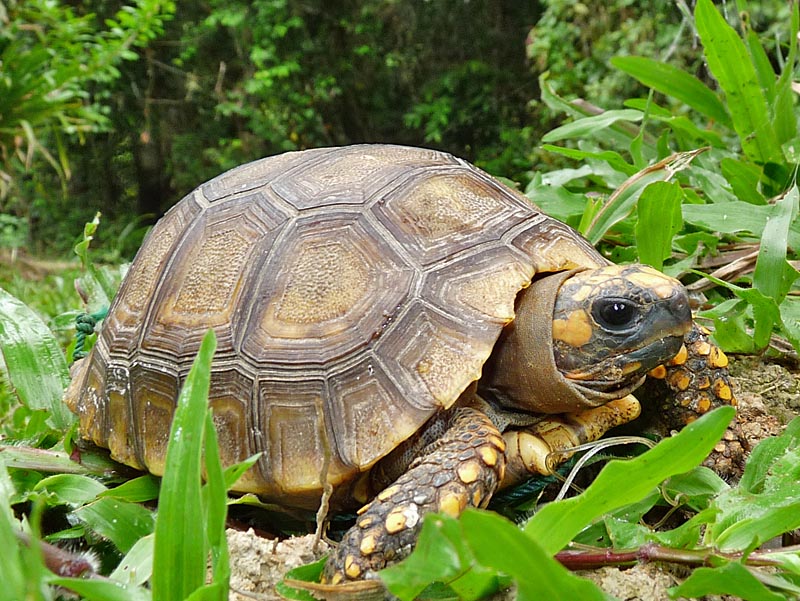 The Yellow-Footed Tortoise (Chelonoidis denticulatus) Care and Information  – Crazy Plants Crazy Critters