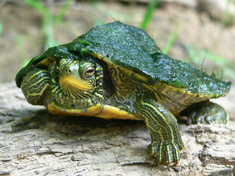 Common Map Turtle Life List Blog Posts