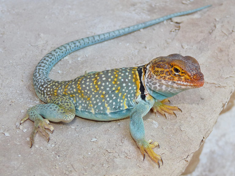 Eastern Collared Lizard – Life List Blog Posts