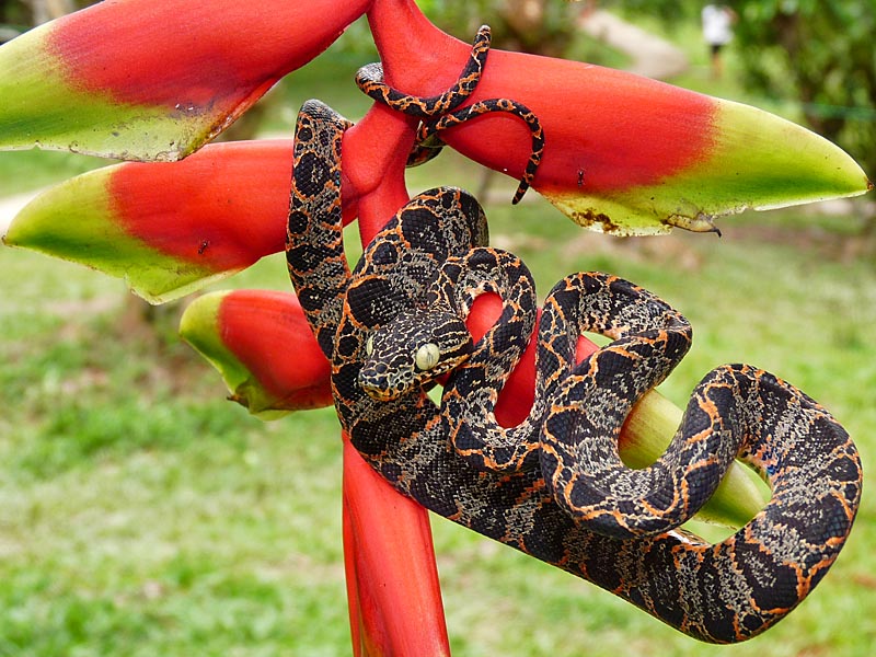 Amazon Tree Boa – Life List Blog