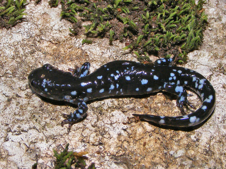 Bluespotted Salamander Life List Blog Posts
