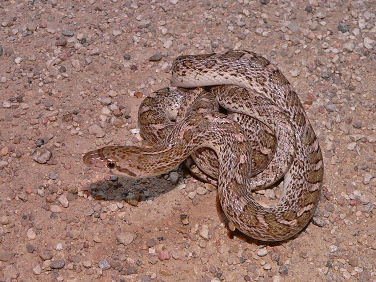Kansas Glossy Snake Life List Blog Posts