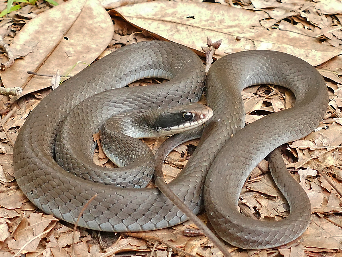 pålidelighed Wetland Ringlet Black-masked Racer – Life List Blog Posts