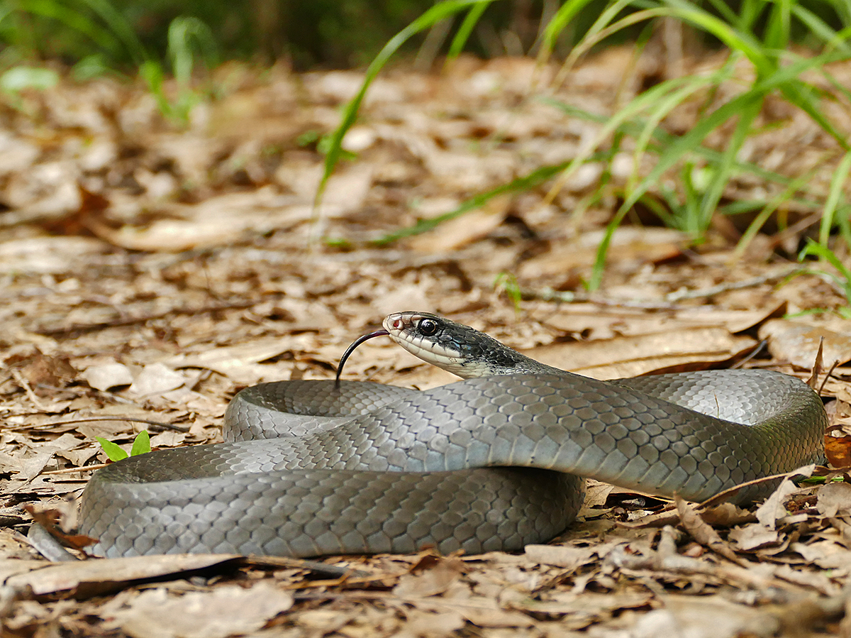 pålidelighed Wetland Ringlet Black-masked Racer – Life List Blog Posts