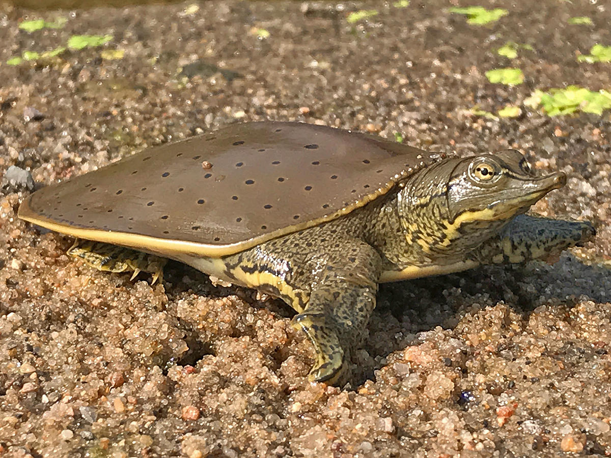 Spiny softshell