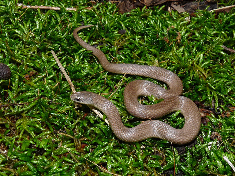 Rough Earth Snake Life List Blog Posts
